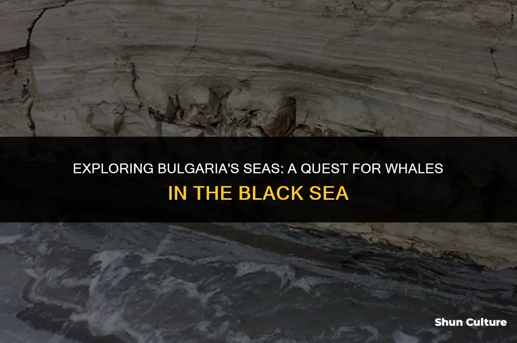 are there whales in bulgaria