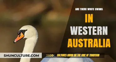 White Swans in Western Australia: A Rare Sighting