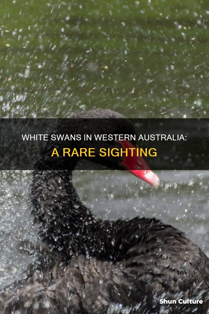 are there white swans in western australia