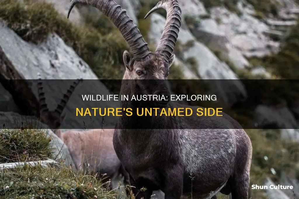 are there wild animals in austria