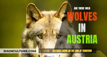 Wild Wolves in Austria: Do They Exist?