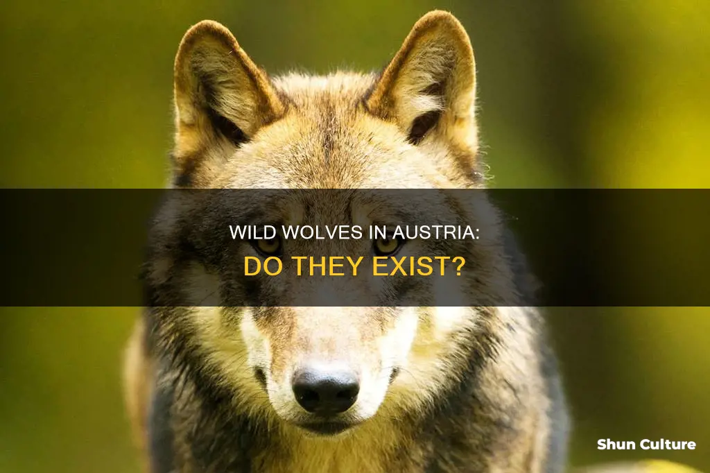 are there wild wolves in austria