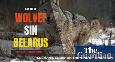 Wolves in Belarus: Do They Exist and Where?