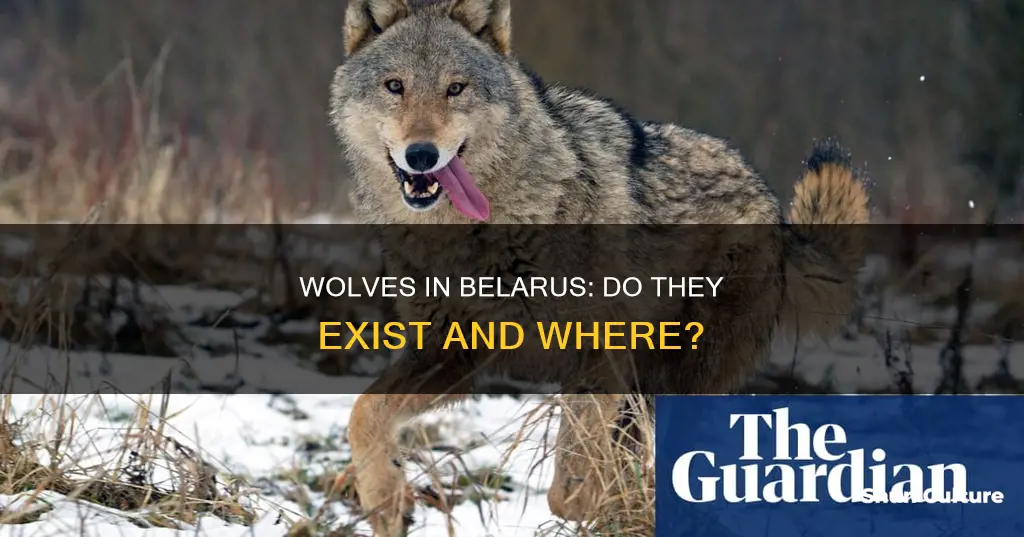 are there wolvef sin belarus