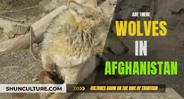 Afghan Wolves: A Wild Legacy Amidst Conflict