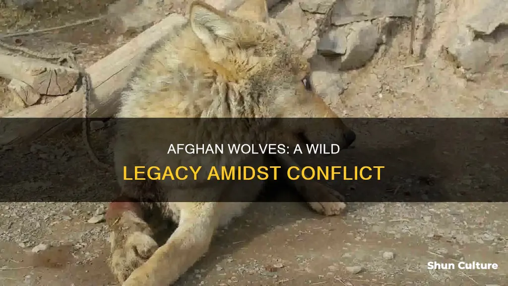 are there wolves in afghanistan