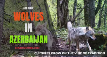 Wolves in Azerbaijan: A Natural Habitat and Sighting Guide