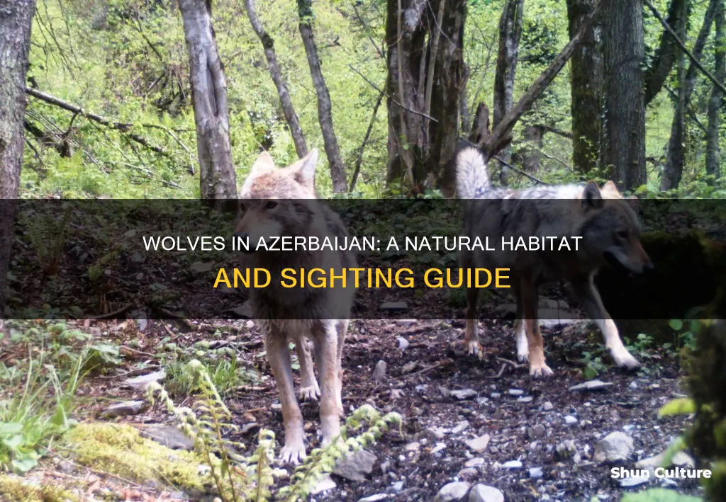 are there wolves in azerbaijan