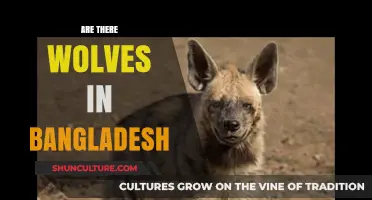 Exploring Bangladesh's Wildlife: Are Wolves Roaming Its Forests?