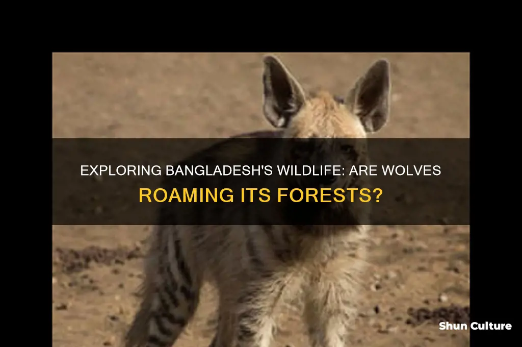 are there wolves in bangladesh