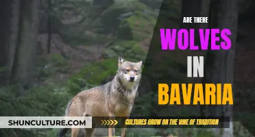 Wolf Country: Bavaria's Wild Predators