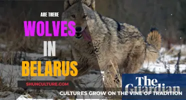 Wolves in Belarus: Do They Exist?