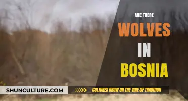 Exploring Bosnia's Wildlife: Are Wolves Still Roaming the Forests?