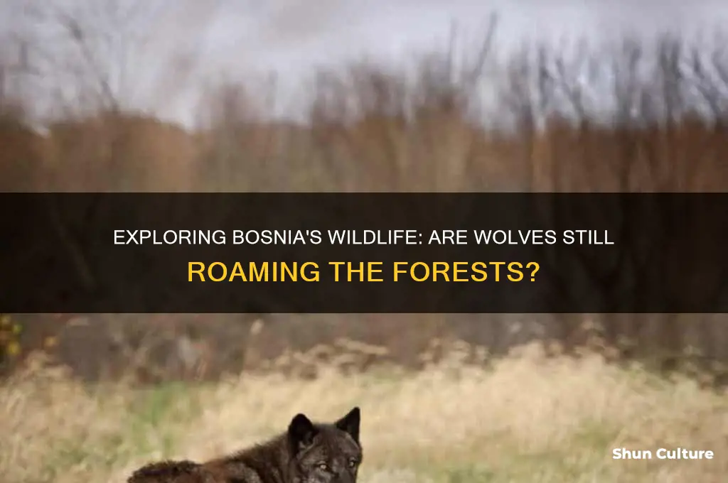 are there wolves in bosnia