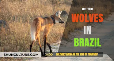 Wolves in Brazil: Uncovering the Truth About Their Presence