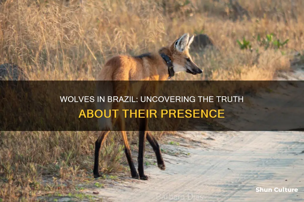 are there wolves in brazil