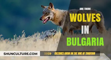 Exploring Bulgaria's Wilderness: The Presence and Myths of Wolves