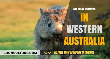 Where Do Wombats Live in Australia?