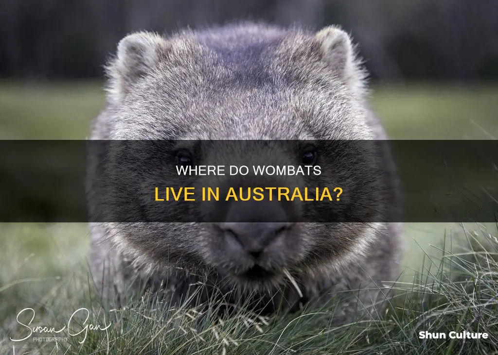 are there wombats in western australia