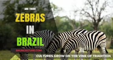 Do Zebras Roam Brazil? Exploring South America's Wildlife Myths