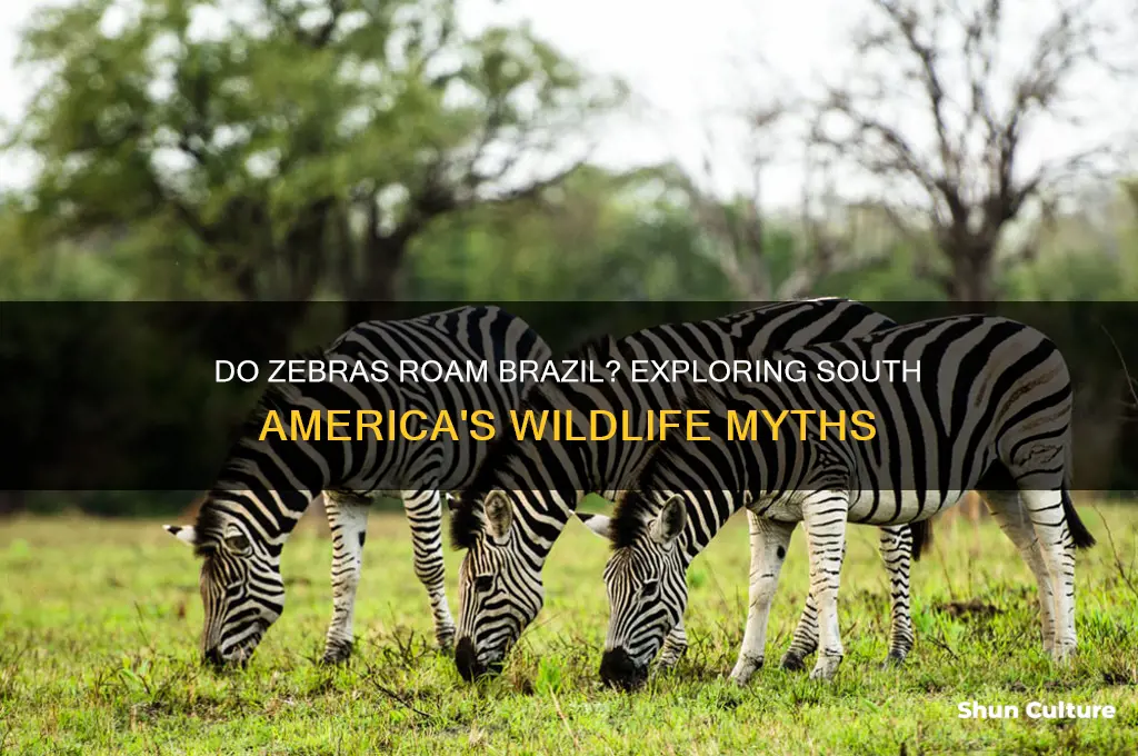 are there zebras in brazil