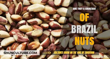 Brazil Nuts in Crisis: Exploring the Growing Shortage Concerns
