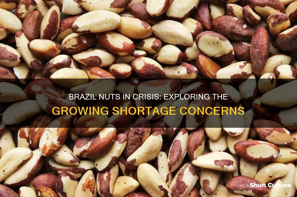are they a shortage of brazil nuts