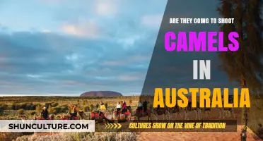 Australia's Camel Cull: Controversial Plan to Shoot Feral Camels Explained
