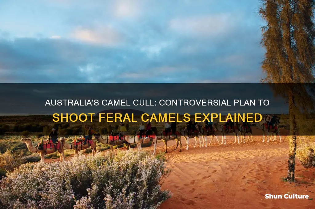 are they going to shoot camels in australia