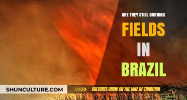 Brazil's Burning Fields: Current Status and Environmental Impact Explained