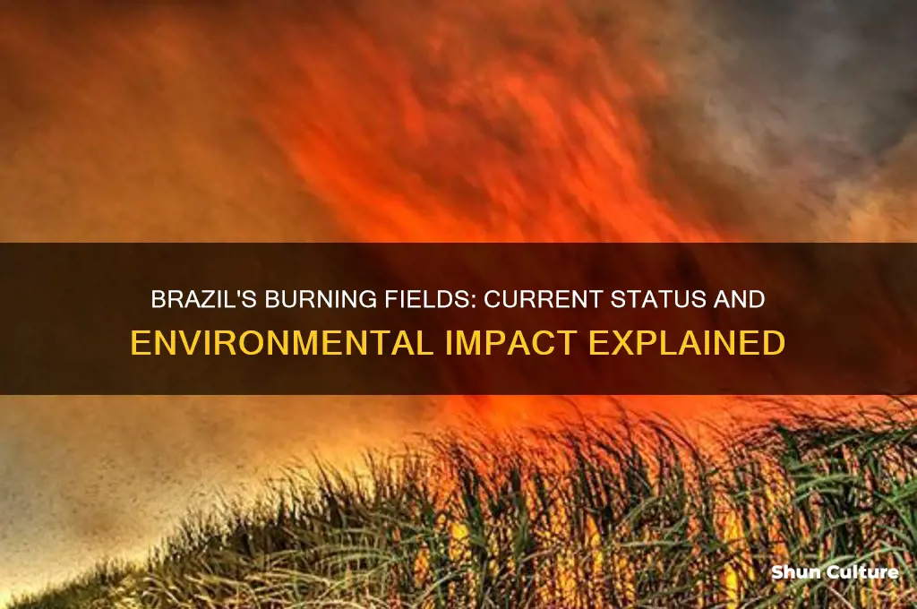 are they still burning fields in brazil