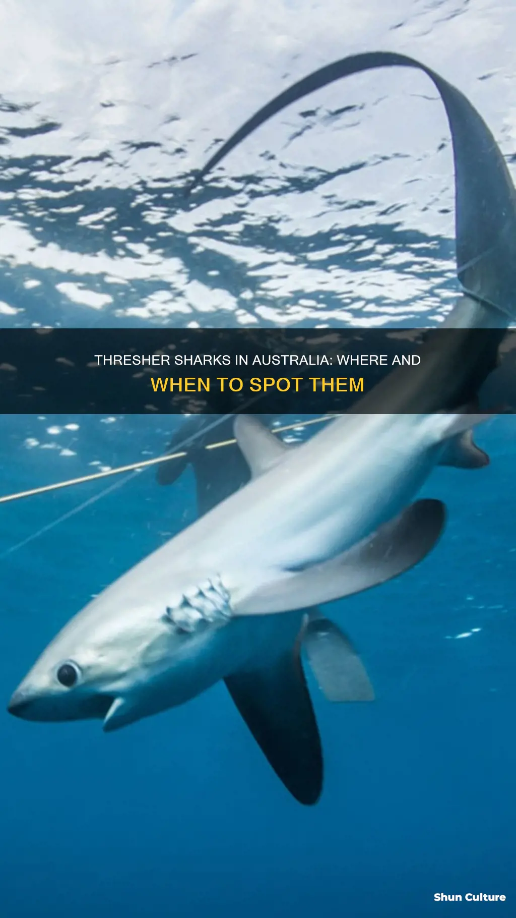 are thresher sharks found in australia