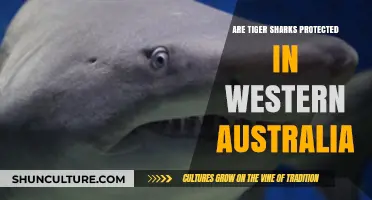 Tiger Sharks: Protected in Western Australia?