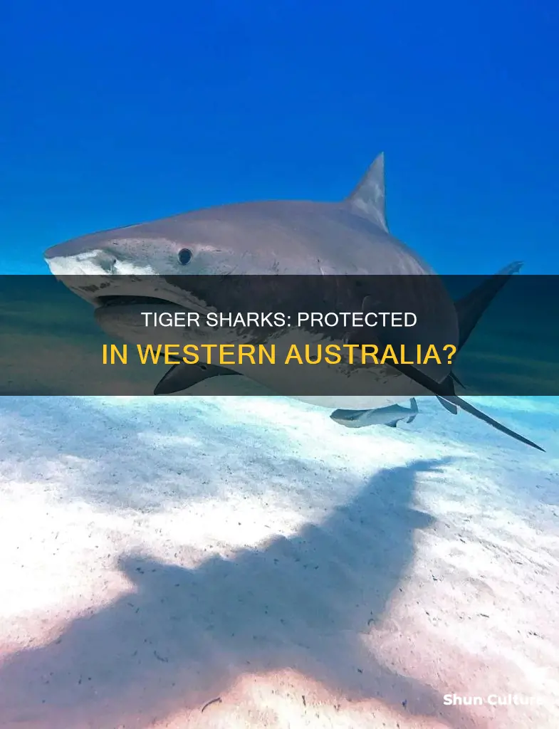 are tiger sharks protected in western australia