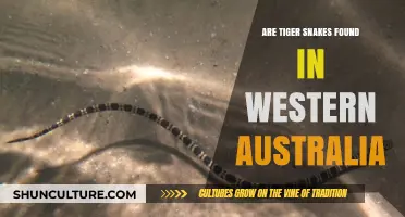 Tiger Snakes: A Deadly Presence in Western Australia