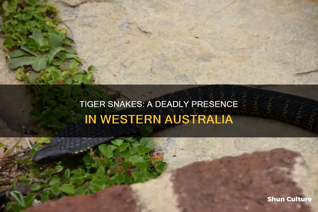 are tiger snakes found in western australia