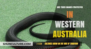 Tiger Snakes: Protected in Western Australia?