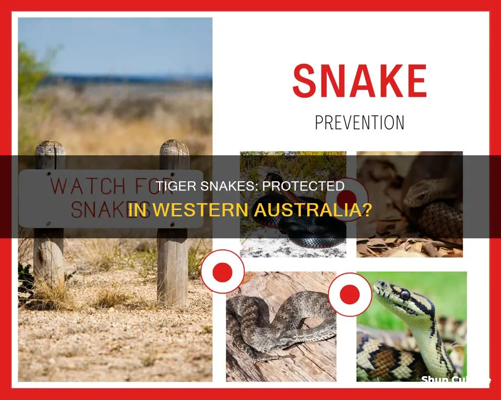 are tiger snakes protected in western australia