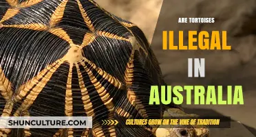Are Tortoises Illegal in Australia? Understanding the Legalities