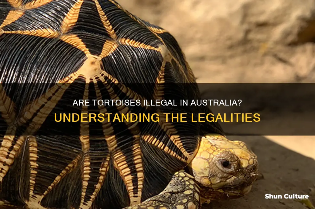are tortoises illegal in australia