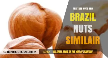 Tree Nuts vs. Brazil Nuts: Similarities, Differences, and Nutritional Insights