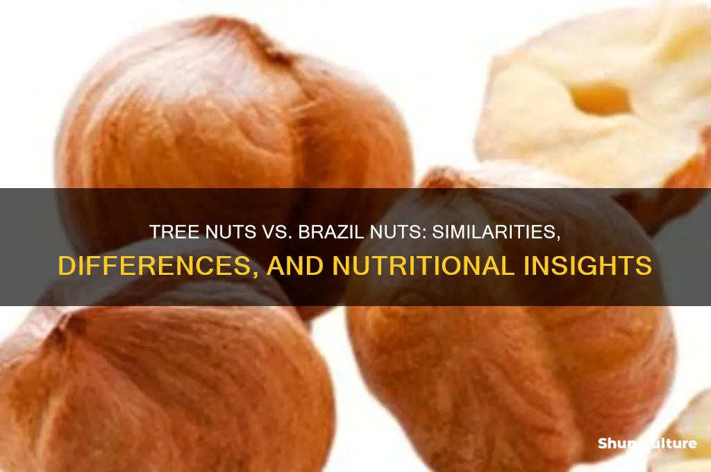 are tree nuts and brazil nuts similair