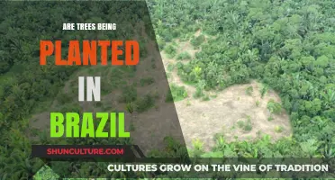 Brazil's Reforestation Efforts: Are Trees Being Planted to Restore Ecosystems?