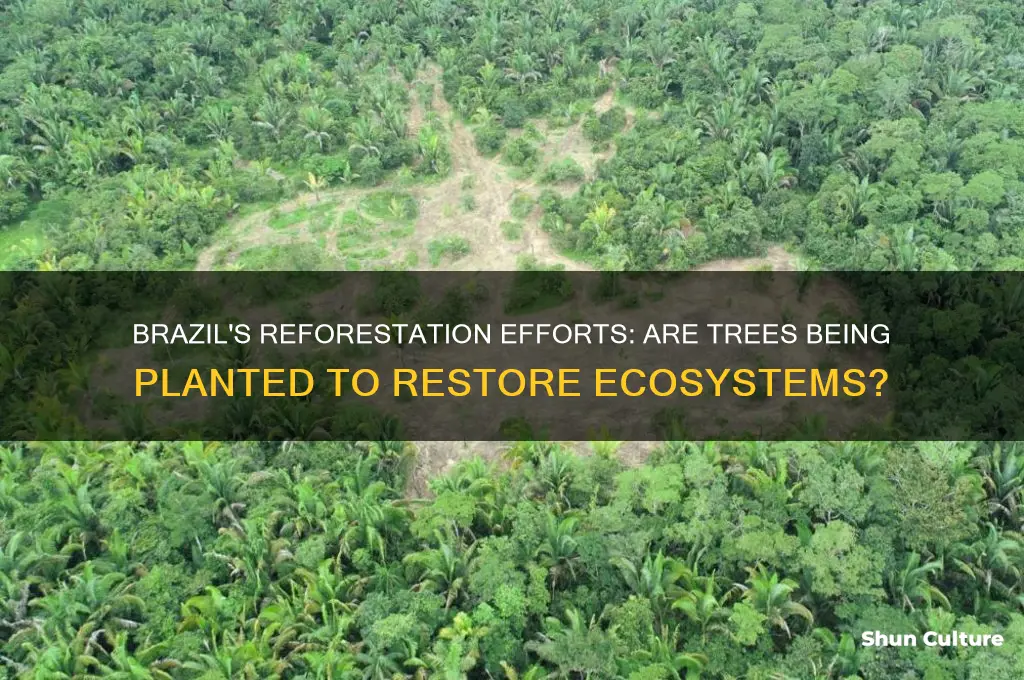 are trees being planted in brazil