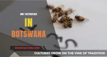 Tsetse Flies in Botswana: Impact, Control, and Conservation Efforts