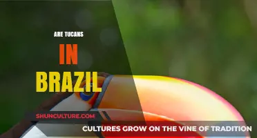 Discovering Brazil's Vibrant Toucans: Habitat, Behavior, and Conservation Efforts