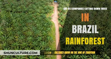 US Companies' Role in Deforestation of Brazil's Amazon Rainforest