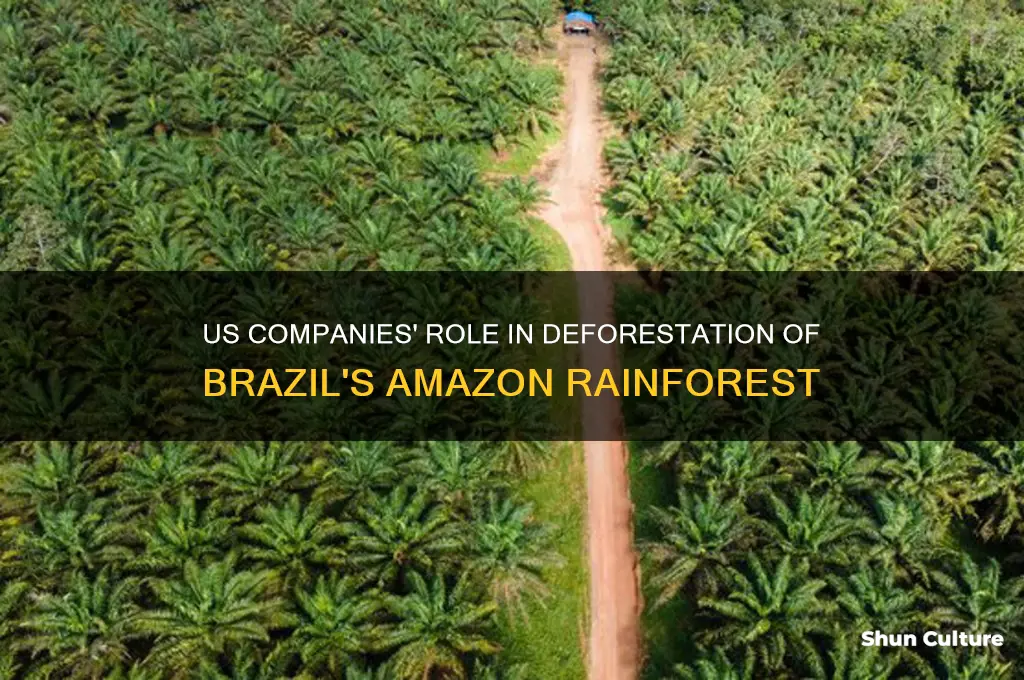 are us companies cutting down trees in brazil rainforest