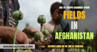 US Troops and Afghanistan's Opium Fields: A Complex Relationship