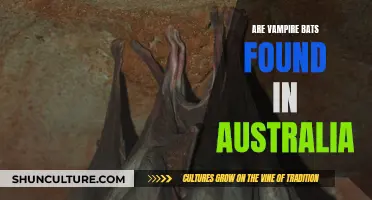 Vampire Bats in Australia: What's the Truth?